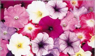 矮牵牛会自行结种子吗（矮牵牛会自行结种子吗）