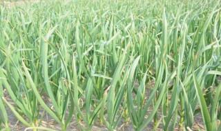 大蒜苗能移栽吗（大蒜苗能移栽吗图片）