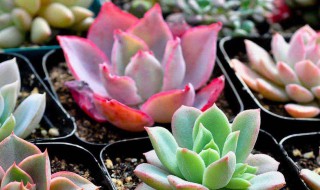 多肉多久换一次盆（多肉一般多长时间换土）