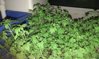 薄荷种子最低发芽温度(薄荷种子最低发芽温度是多少)