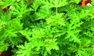 薄荷有什么吉祥寓意 薄荷有啥寓意