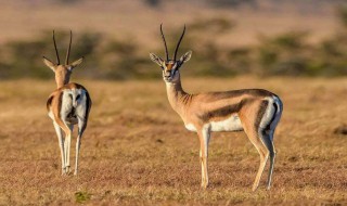 动物界中长跑冠军是什么动物(动物中长跑冠军是谁)