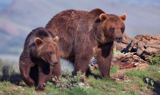 热带雨林有棕熊吗 热带雨林有棕榈树吗