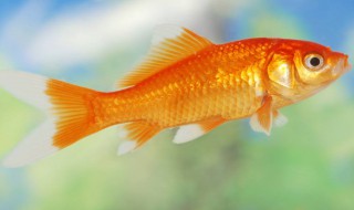 鱼能吃鸡蛋黄吗（鱼能吃鸡蛋黄吗有营养吗）