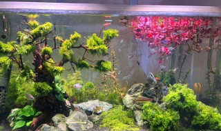 水草种子种了后不翻缸可以吗（水草种子种了后不翻缸可以吗视频）