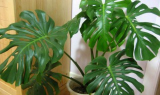 客厅可以养的花有哪些（客厅可以养的花有哪些品种）