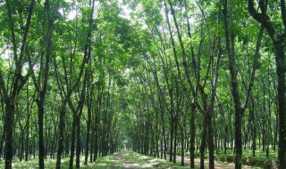 不是多肉的绿植有哪些 不是多肉的绿植有哪些品种