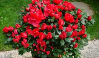 扦插杜鹃花几年开花 扦插杜鹃花几年开花结果