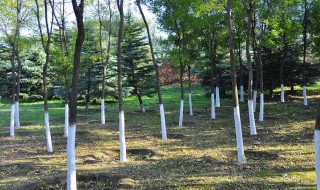 冬天树上涂白色的东西是什么 冬天树上涂白色的图片