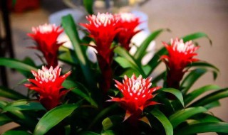 鸿运当头能放室内吗 鸿运当头能不能放家里