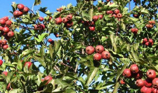 山楂树开花前打药还是开花后打药好? 山楂树开花前打什么药