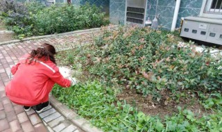 小区内可以种菜种果树吗（小区内能种菜吗）