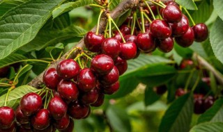 车厘子好种吗（车厘子好种吗怎么种）