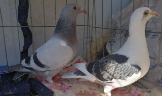 鸽子一年能抱几窝小鸽子（家鸽一年能抱几窝）