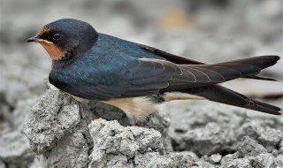 燕子怎么看雄雌(燕子怎么看公母?)