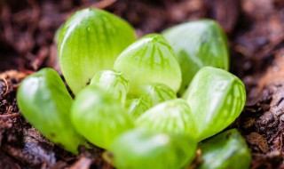 夏天不休眠的多肉 夏天不休眠的多肉有哪些