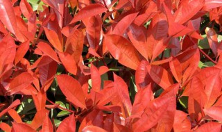 红叶石楠开花是什么原因 红叶石楠开花是什么原因造成的