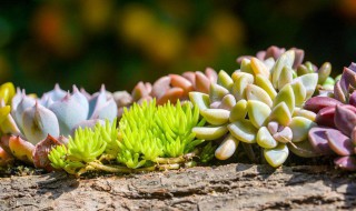 多肉怎样浇水 多肉怎样浇水视频