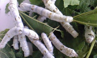 孕妇梦见很多蚕宝宝是什么意思(孕妇梦见很多蚕宝宝是什么意思周公解梦)