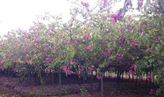 屋旁边可栽紫荆花树么 屋旁边可栽紫荆花树么风水好吗