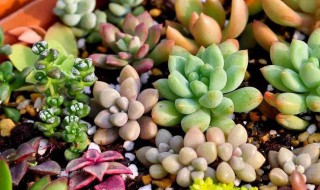 多肉怎么养得又肥又胖（多肉怎么养得又肥又胖呢）