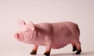 猪是怎么生成的（猪是怎么生下来的）