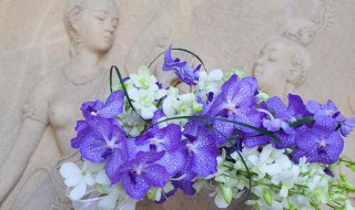 四月适合种什么花种 四月适合种什么花种植