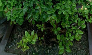 雀梅适合深盆还是浅盆（雀梅盆景一年修剪几次怎样养护）