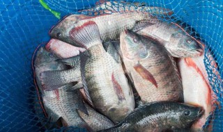 鱼一般在什么时间缺氧 鱼一般在什么时间缺氧呢