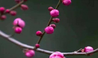 梅花施肥的技巧（梅花施肥的技巧和方法）