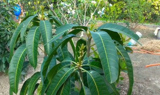 哪个季节嫁接果树最好（哪个季节嫁接果树最好看）