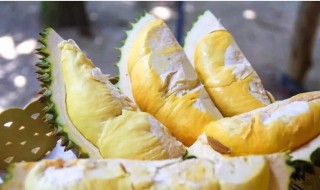 榴莲生产在什么季节（榴莲生产在什么季节最好）