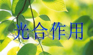 光合作用暗反应能不能产生水 光合作用暗反应会影响光反应吗