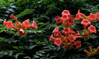 春天怎样养好凌霄花 凌霄花春天怎么养护