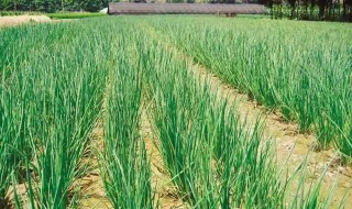 怎么种香葱播种（香葱怎样播种）