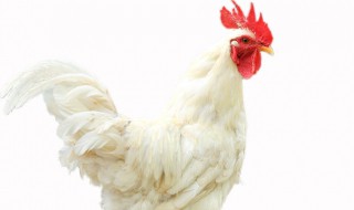 养鸡要照灯的作用 养鸡照明