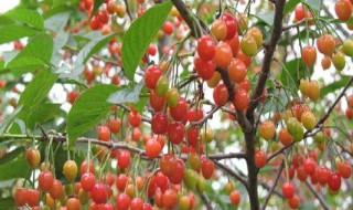 樱桃树什么时候喷硼（樱桃树什么时候喷硼肥最好）