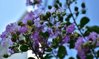 紫薇扦插时间和方法（紫薇扦插时间和方法图）