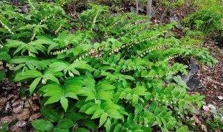 玉竹的养殖方法和注意事项 玉竹的养殖方法和注意事项有哪些