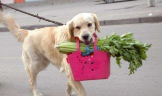 什么味道可以驱狗（什么味道可以驱狗虫）