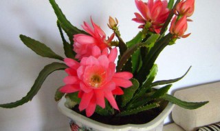 令箭荷花嫁接季节（令箭荷花嫁接砧木）