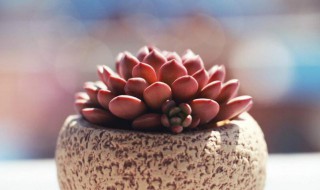 生根粉用多了怎么补救（生根粉用多了怎么补救视频）