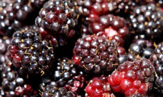 桑子泡酒有怎么做 桑子泡酒的正确方法视频