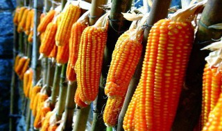 玉米能代替米饭吗 一根玉米相当几碗米饭