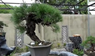 松柏盆景可以在家养吗 松柏盆景可以在家养吗松柏插迁