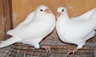 鸽子几天能孵出来(鸽子出壳多久母鸽子下第二窝)