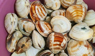 美贝怎么吐沙 美贝怎么吐沙泡多久