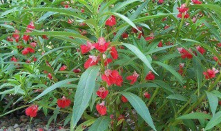 指甲花什么时候种最好（指甲花什么时候播种么时候播种）