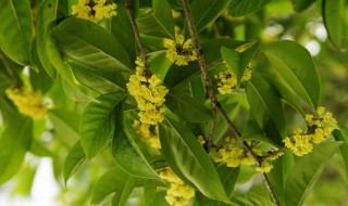 桂花种子什么时候播种 桂花种子什么时候播种合适