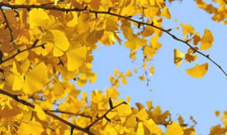 银杏叶落地是什么季节(银杏叶落地是什么季节的景色)